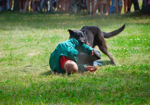 Dangerous dog attack exercises.
