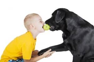 A child and a dog bite an Apple on white background