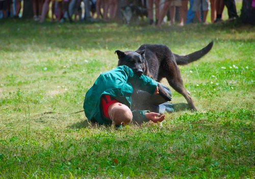 German Shepherd Attacks Man