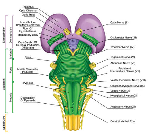 Human Brainstem Diagram