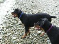 Rottweilers at Dog Beach, Huntington Beach and Goldenwest Street