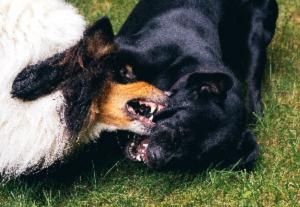 Dog attacks another dog
