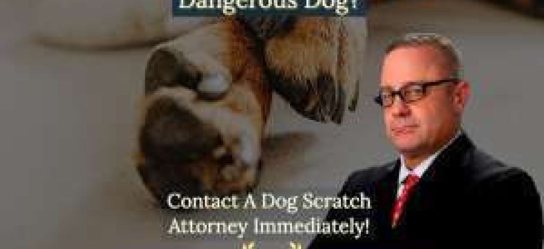 Los Angeles dog scratch lawyers