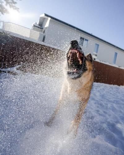 Dangerous Dog Lunging With Teeth