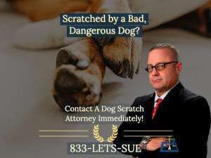 Los Angeles dog scratch lawyers