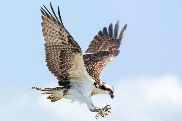 Marine aircraft named after the Osprey