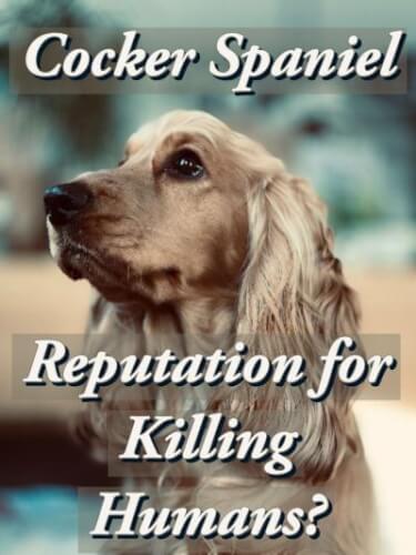 Deadly Cocker Spaniel Breed