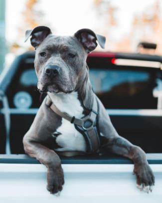 Tan and White American Pit-Bull