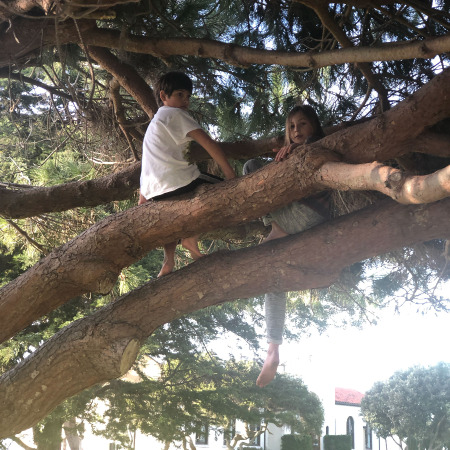 Kids playing in tree