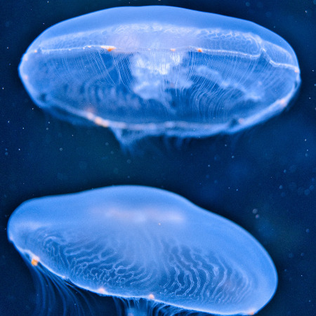 Jelly Fish that sting