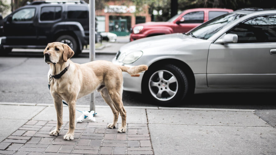 White Lab Dog