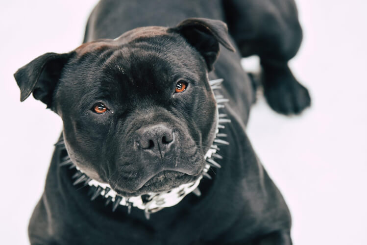 Example of Pit Bull Type Dogs, with a white collar, with studded spikes