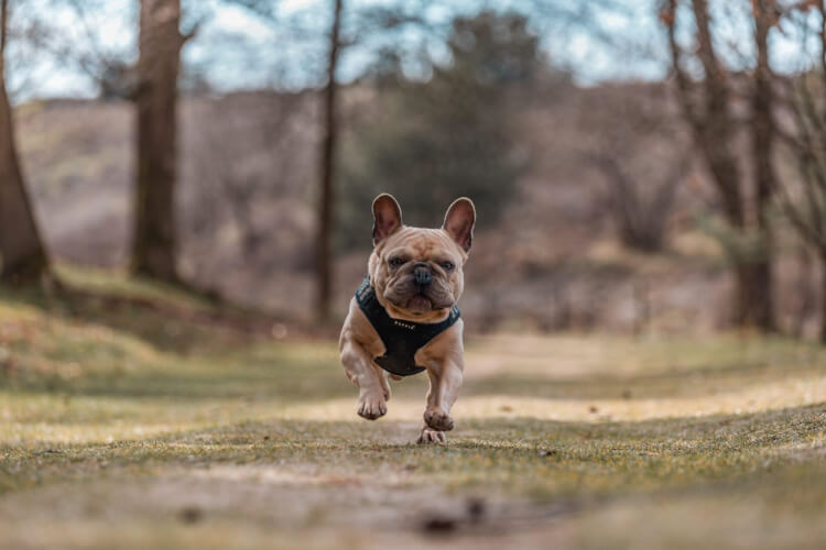 Little Bulldog. Rabies and Dog Attacks