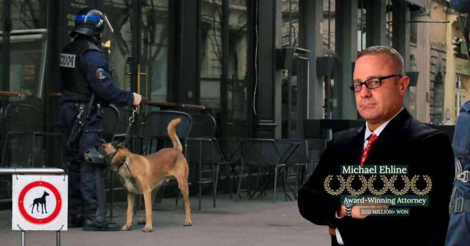 6 Year Old Dog Attack Hero Bridger Walker and the Reality of Dog Bite